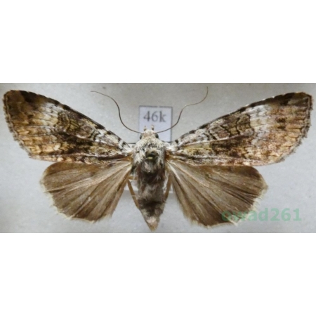 Anaplectoides prasina albimacula Hormuzaki, 1894 Rolnica chwastówka Slovakia46k